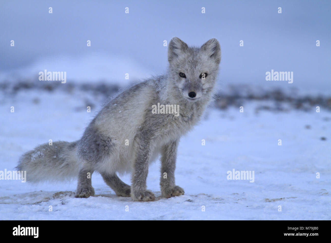 América del Norte, los Estados Unidos, Alaska, el Ártico y el Refugio de Vida Silvestre Nacional, Kaktovik, polar fox, zorro ártico, Foto de stock