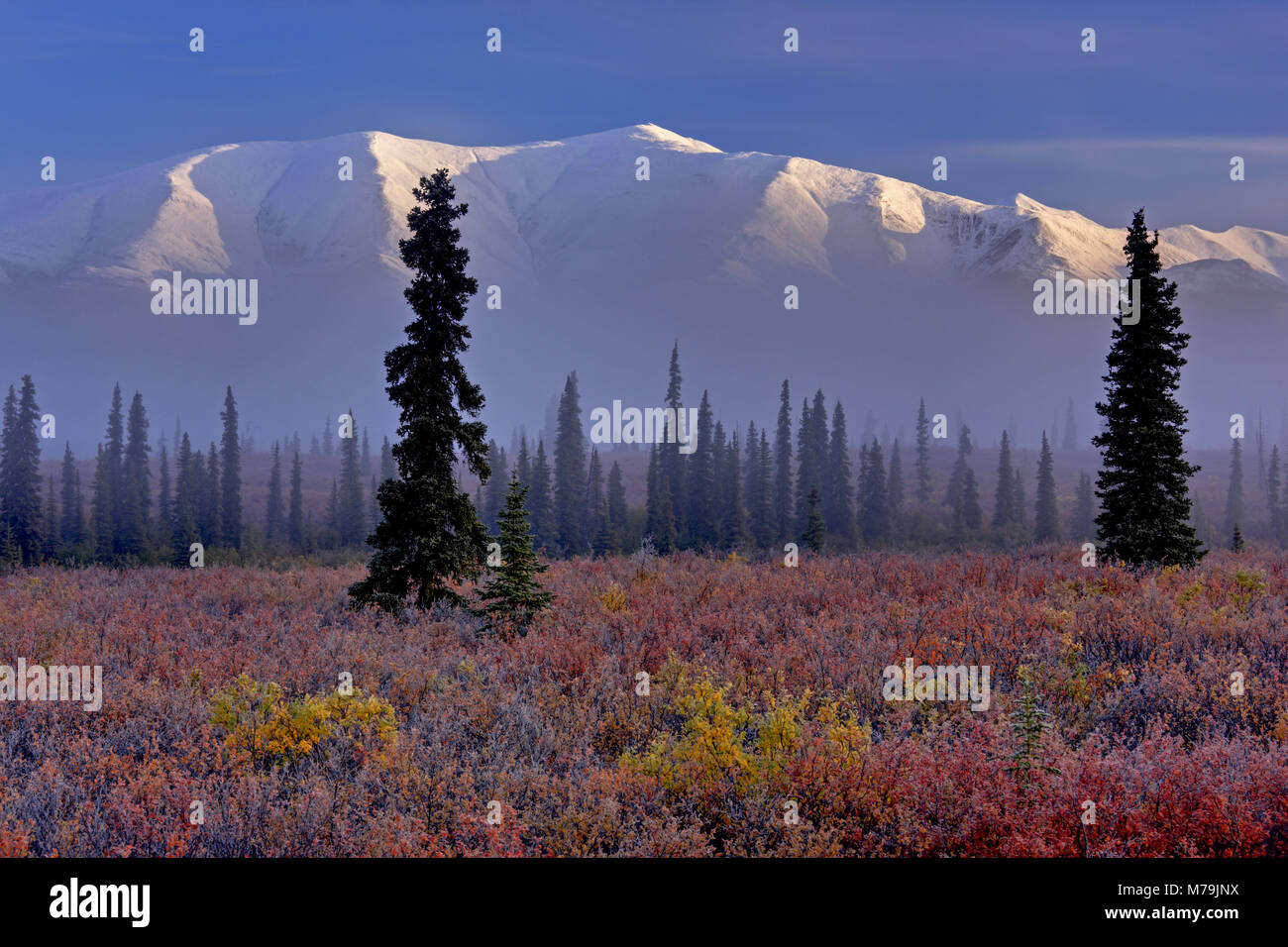 América del Norte, los Estados Unidos, Alaska, el Parque Nacional Denali, Alaska Range, tundra, arándano, Foto de stock