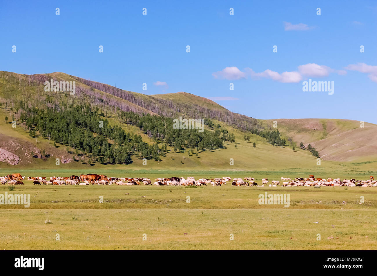 Manadas de caballos, ovejas y cabras en los pastizales de la estepa mongola central Foto de stock