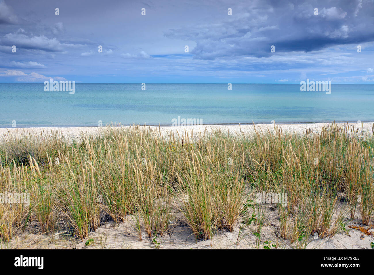 Hierba Marram (ammophila arenaria) en las dunas junto al Mar Báltico, Havaeng / Haväng, Skane / Scania, Suecia Foto de stock