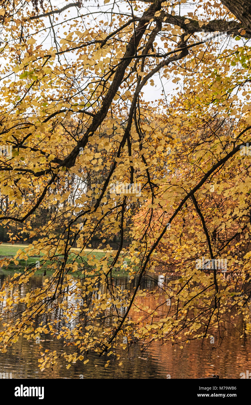 Hermosa vista de un bosque en otoño Foto de stock