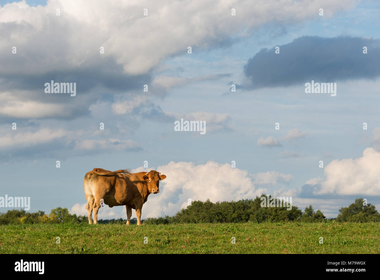 Blonde d'Aquitaine vaca de pie en una pradera y mirando hacia la cámara en la zona de Dordogne en Francia. Foto de stock