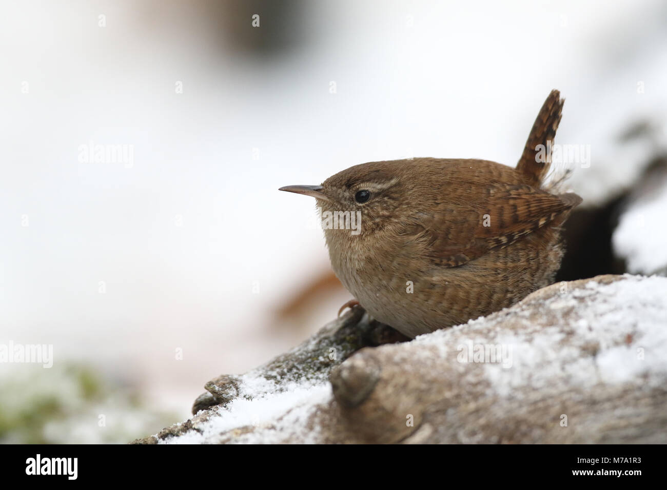 Eurasin Wren Troglodytes Troglodytes Fotografia De Stock Alamy Eurasin Wren Troglodytes Troglodytes Fotografia De Stock Alamy