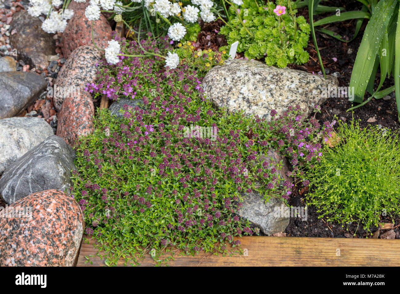 Arrastrándose Backtimjan tomillo (Thymus serpyllum) Foto de stock