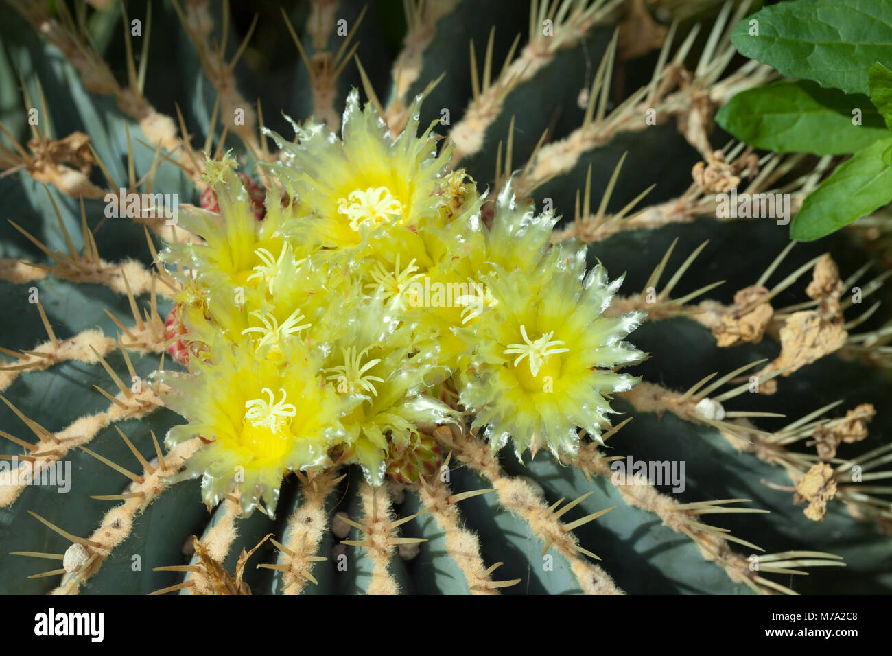 Glaucas barril cactus, Blågrön djävulstunga (Ferocactus glaucescens) Foto de stock