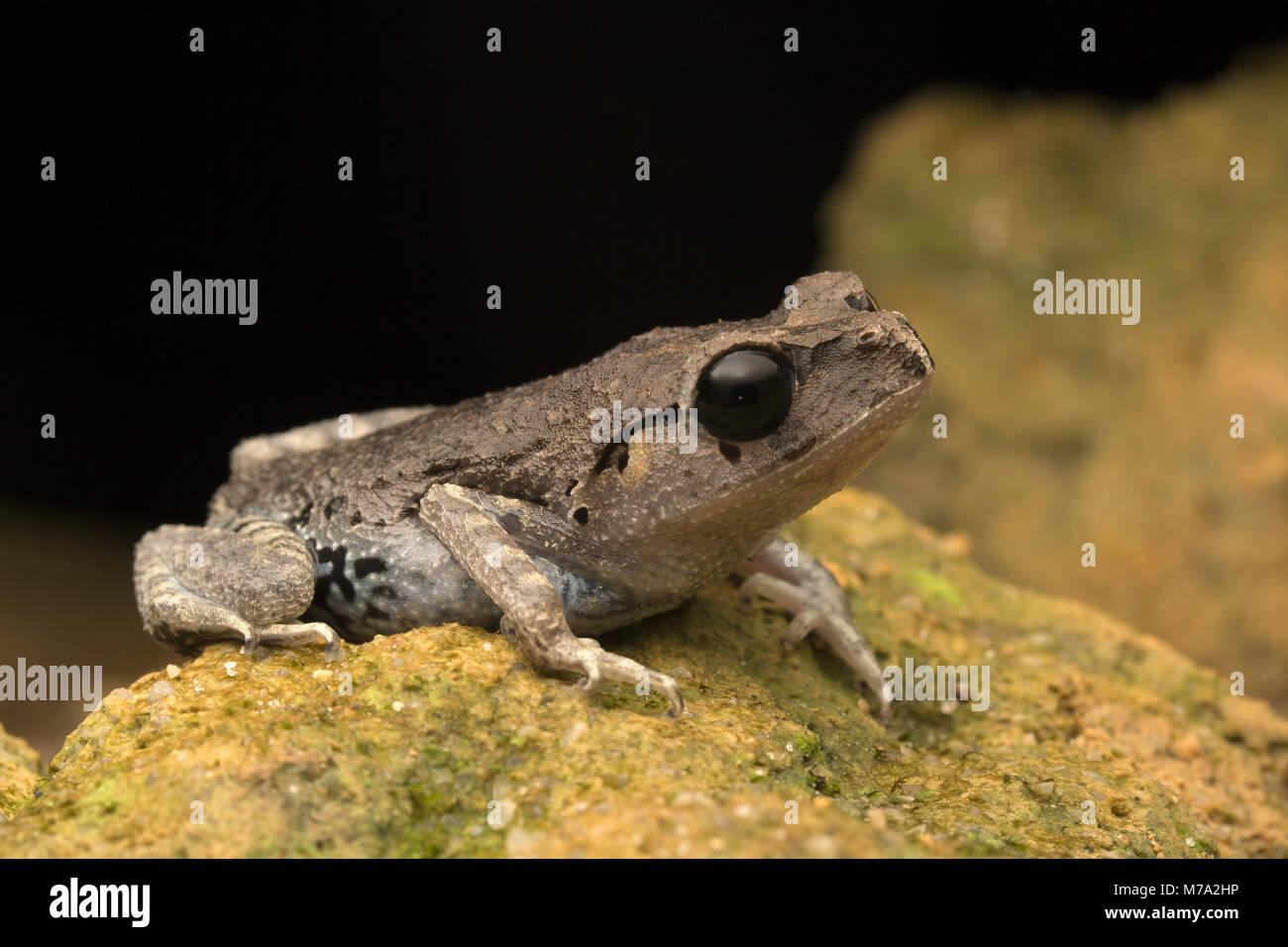 Cute Black Eyed Camada Frog Foto de stock