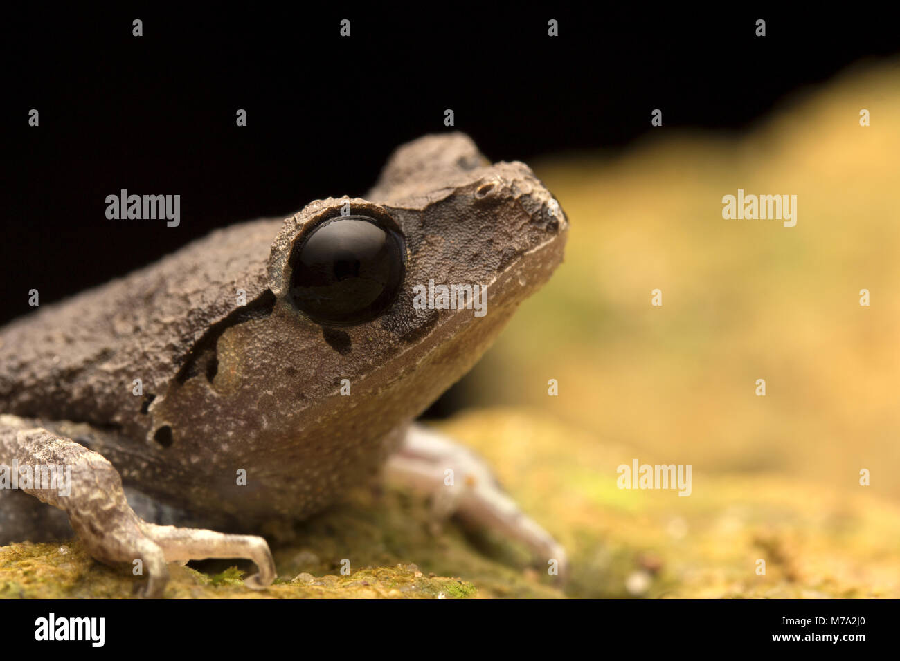 Cute Black Eyed Camada Frog Foto de stock