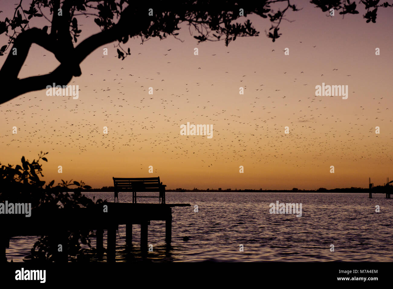 Los pájaros que migran a través de una bahía cerca de Venecia, la Florida. Foto de stock