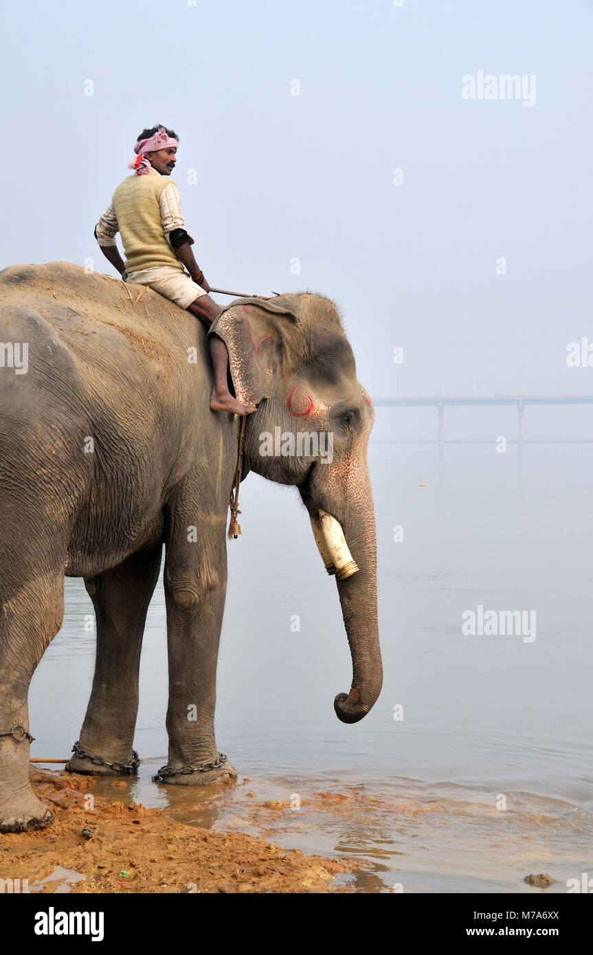 El Elefante y el mahout. Sonepur Mela, India Foto de stock