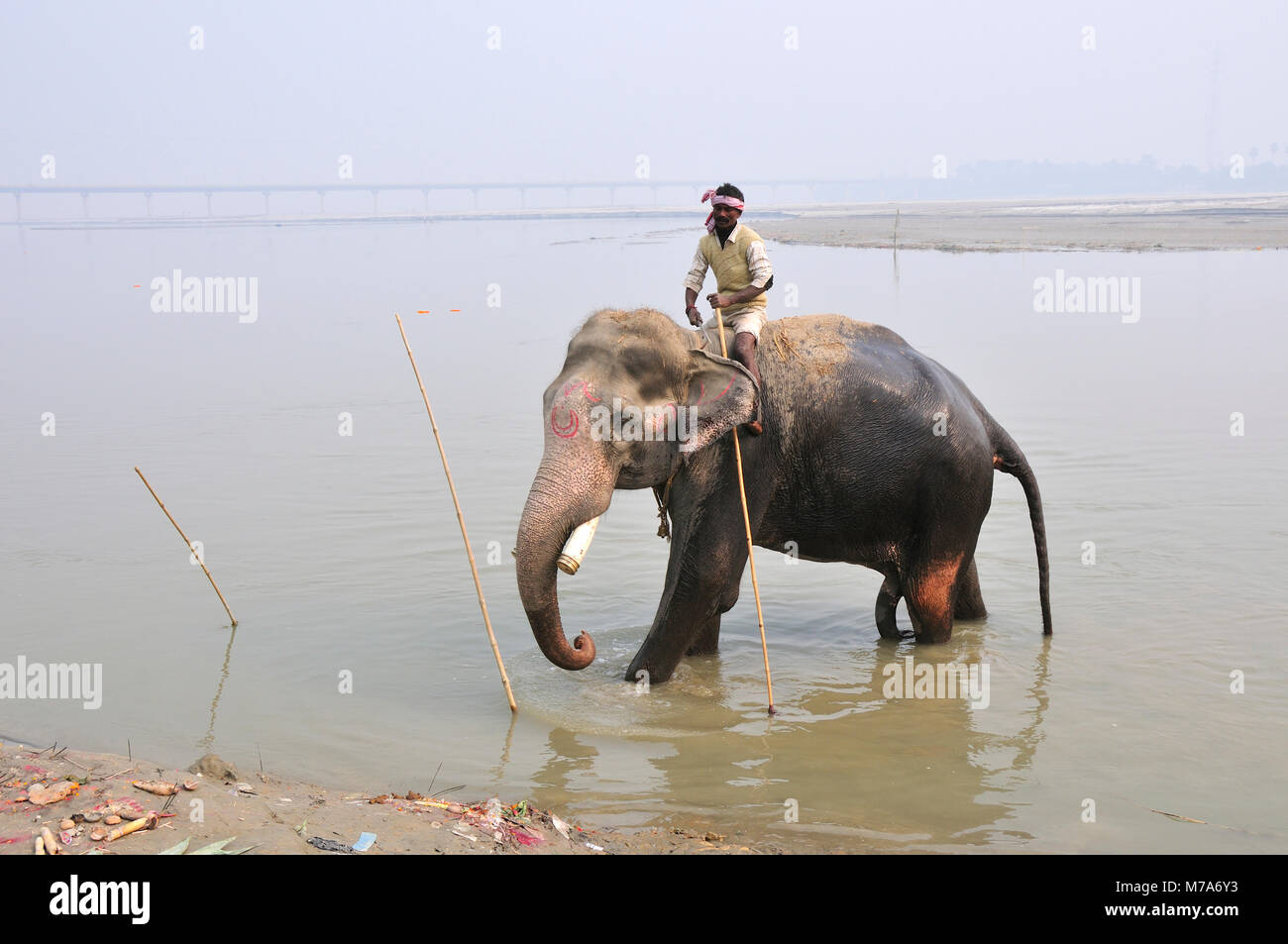 El baño de los elefantes con el mahout en Sonepur Mela, Bihar, India Foto de stock