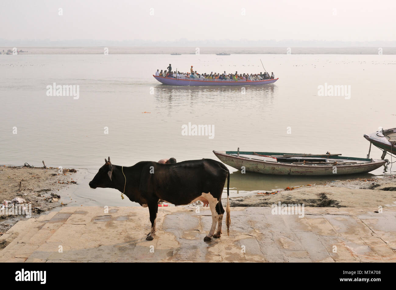 Una vaca sagrada en los ghats a lo largo de las orillas del río Ganges, Varanasi, India Foto de stock