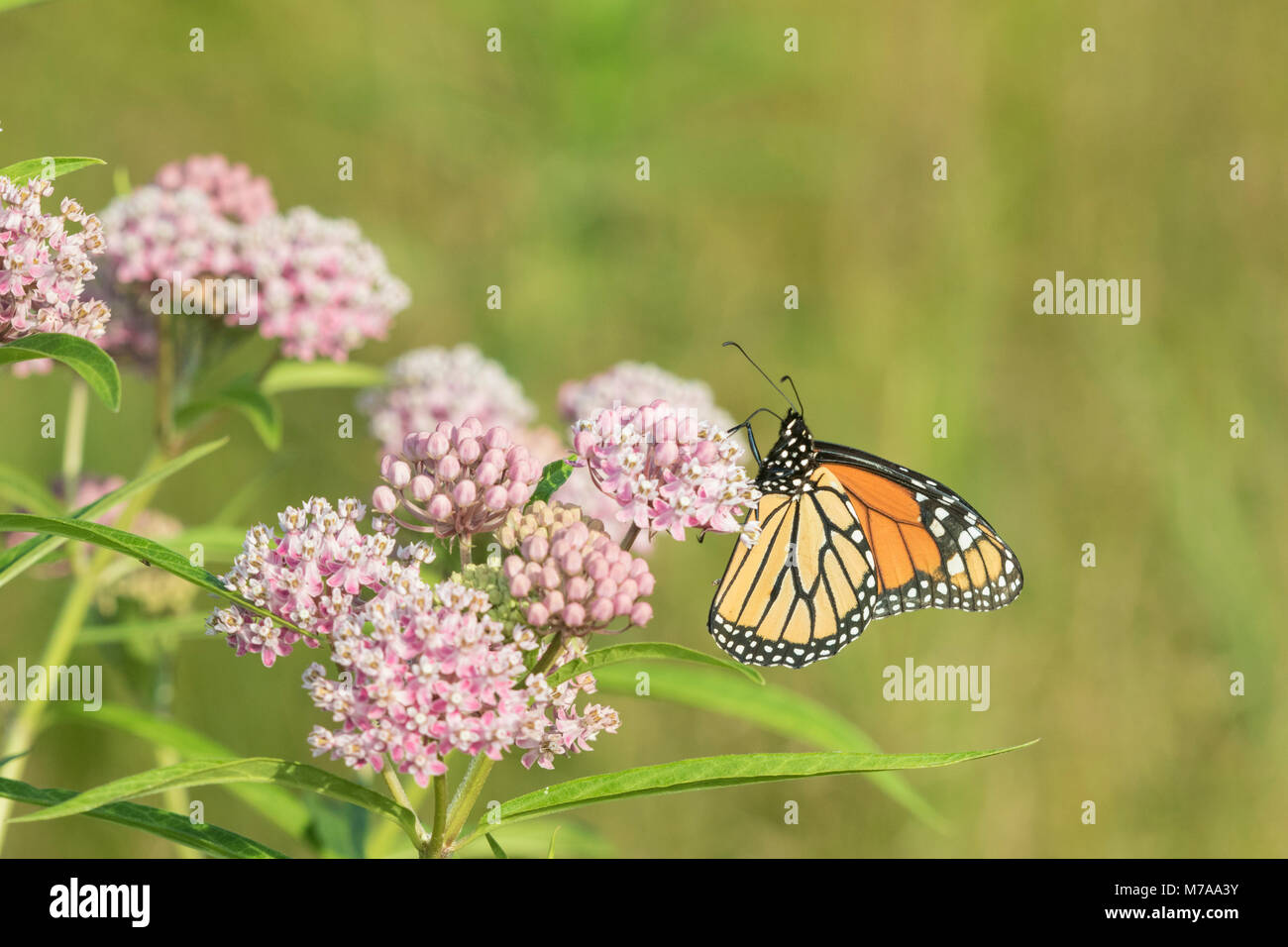 03536-05909 monarca (Danaus plexippus) en el Pantano (Asclepias Asclepias incarnata) Marion Co. IL Foto de stock