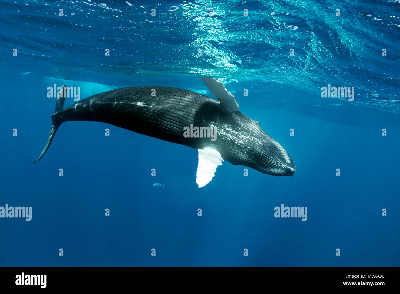 La ballena jorobada (Megaptera novaeangliae), juguetona cerca de la superficie del mar, océano Pacífico, Rurutu, Polinesia Francesa Foto de stock