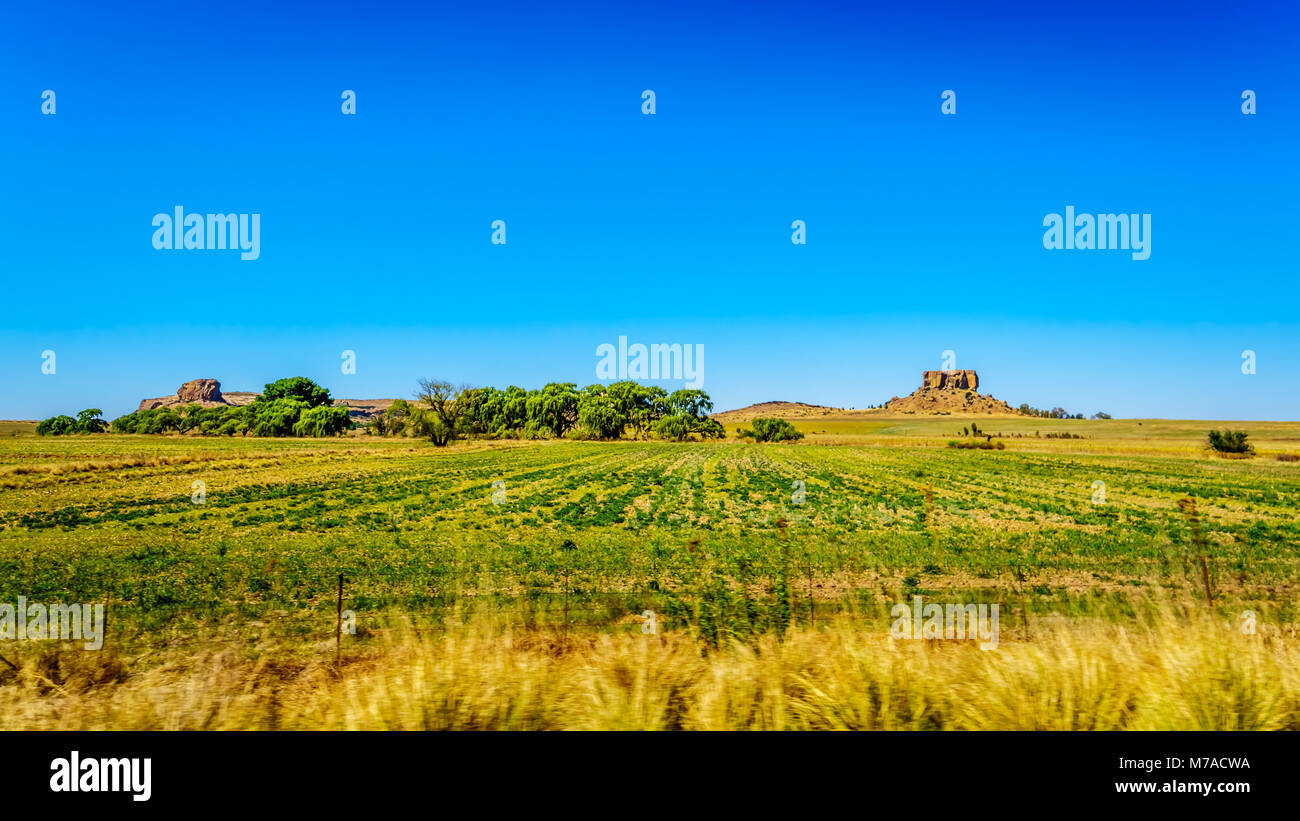 Tierras fértiles de la provincia de Free State en Sudáfrica bajo un cielo azul Foto de stock