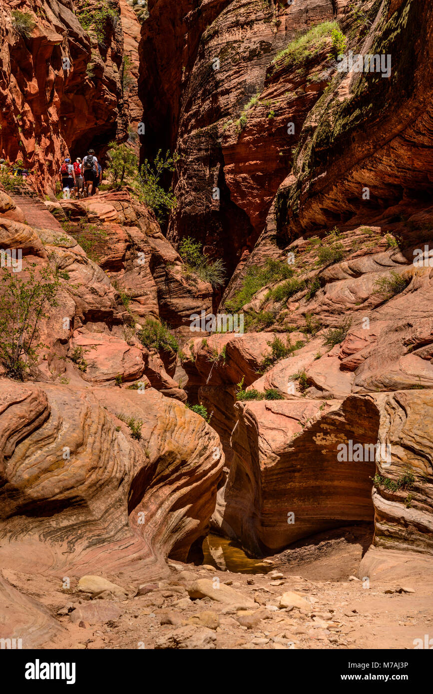 Los Estados Unidos, Utah, Condado de Washington, Springdale, el Parque Nacional de Zion, Zion Canyon, Echo Canyon, vista desde el punto de observación Trail Foto de stock