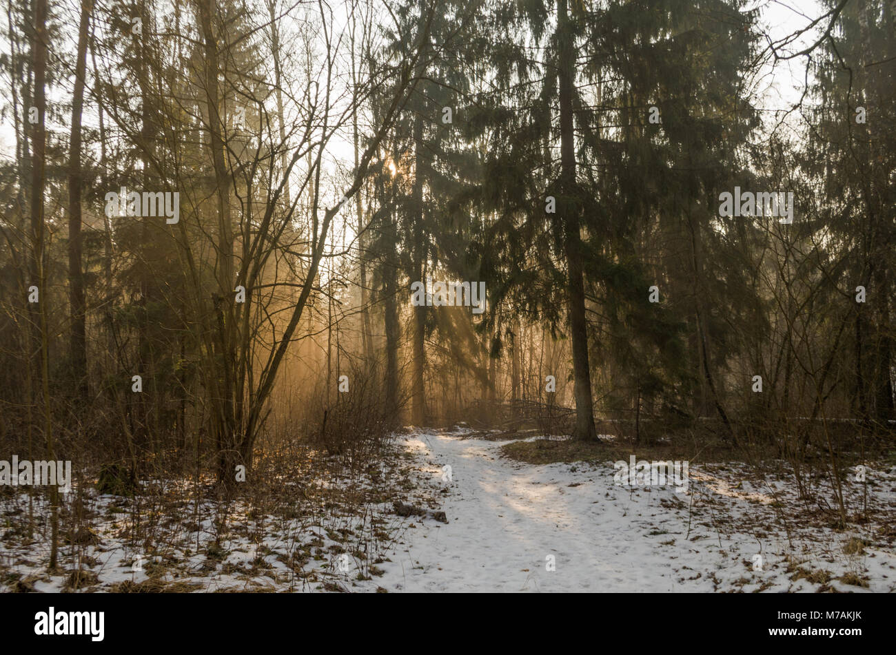 Los rayos de luz del amanecer de invierno en la niebla de luz entre los árboles del bosque Solnicki- ciudad bosque de la ciudad de Bialystok, Polonia. Foto de stock