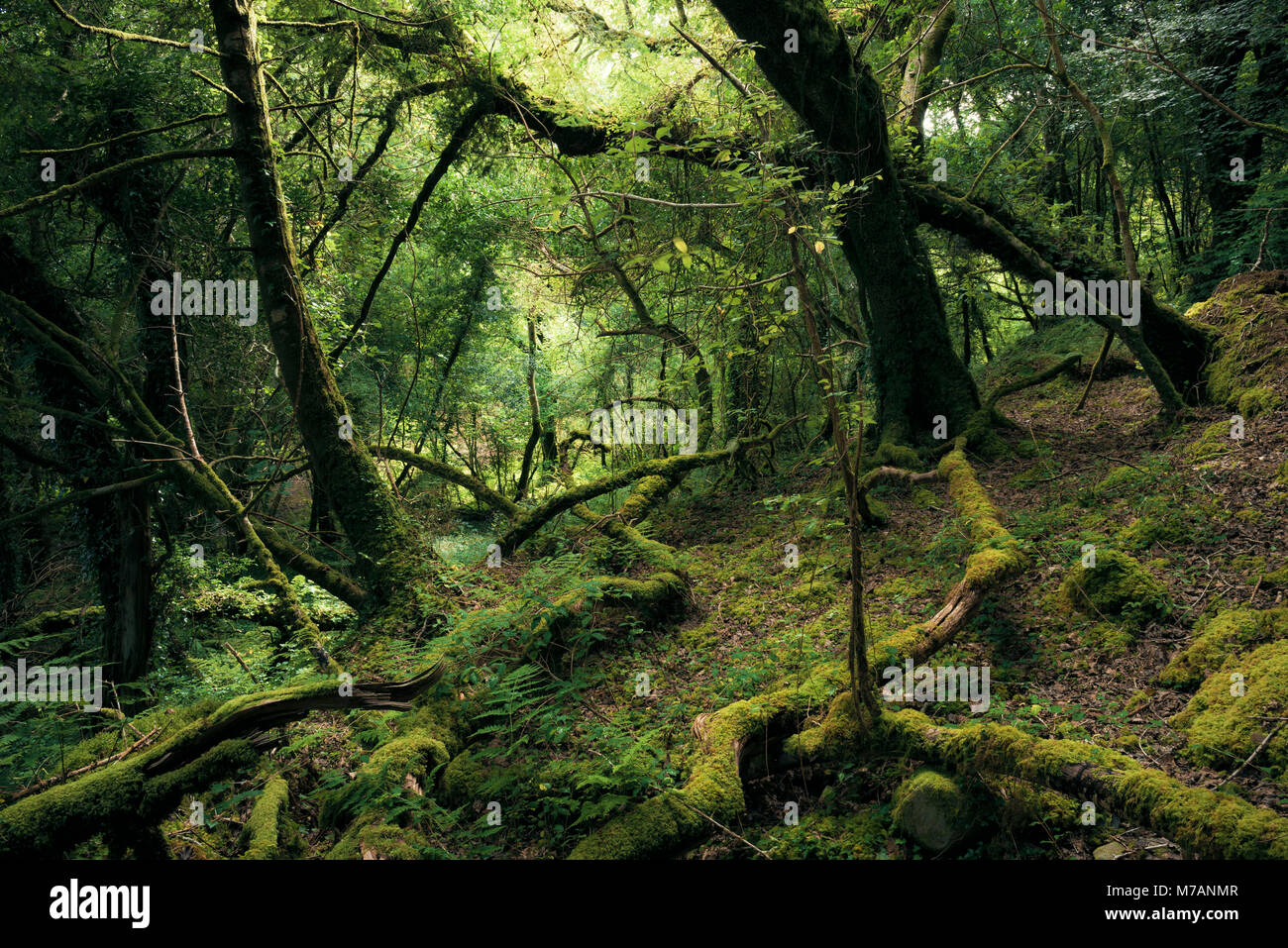 Bosque primitivo en luz mística en la Bahía de Bantry, Cork, Irlanda Foto de stock
