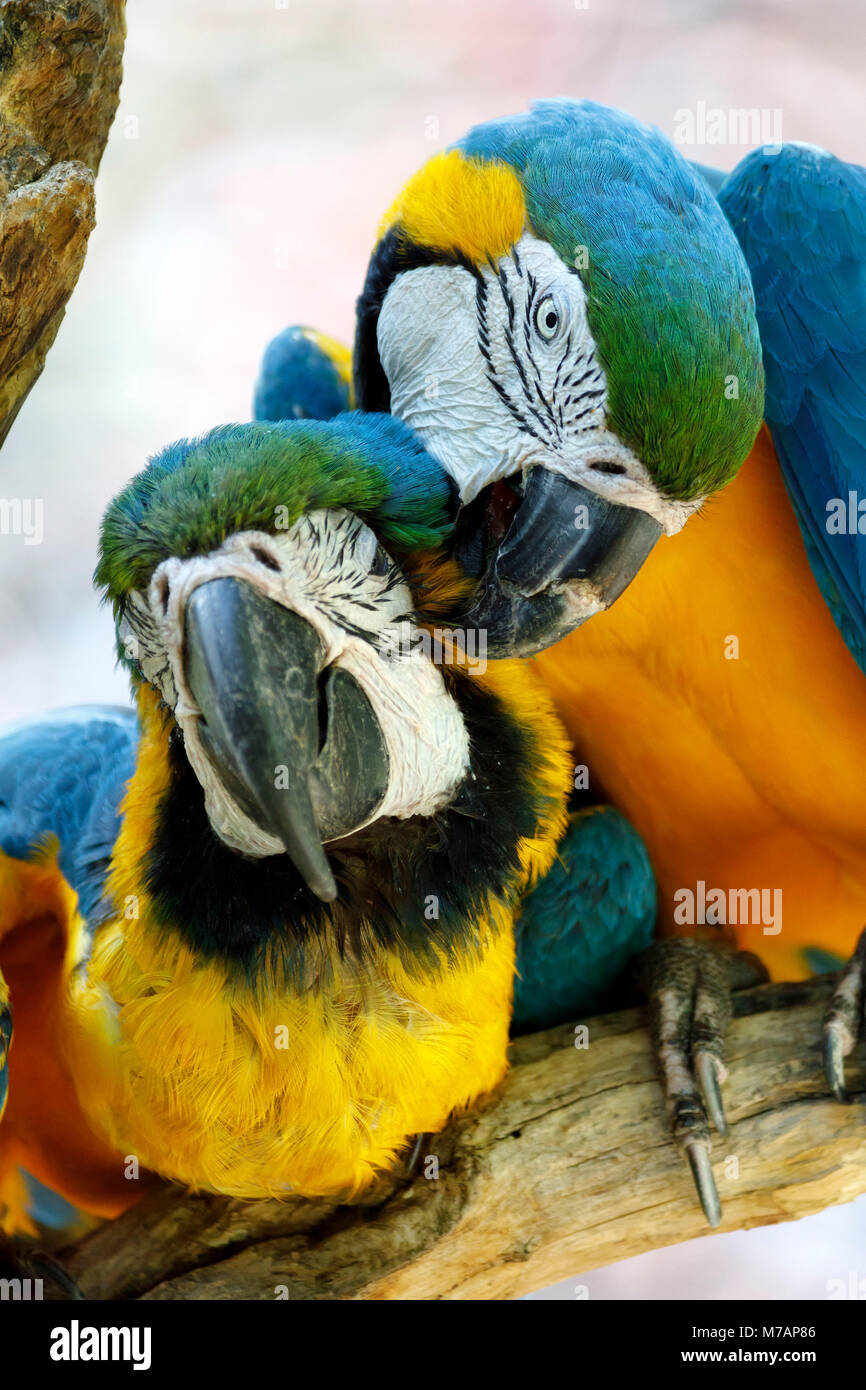 Guacamayo azul y oro, (Ara ararauna), cautiva, pareja, Foto de stock