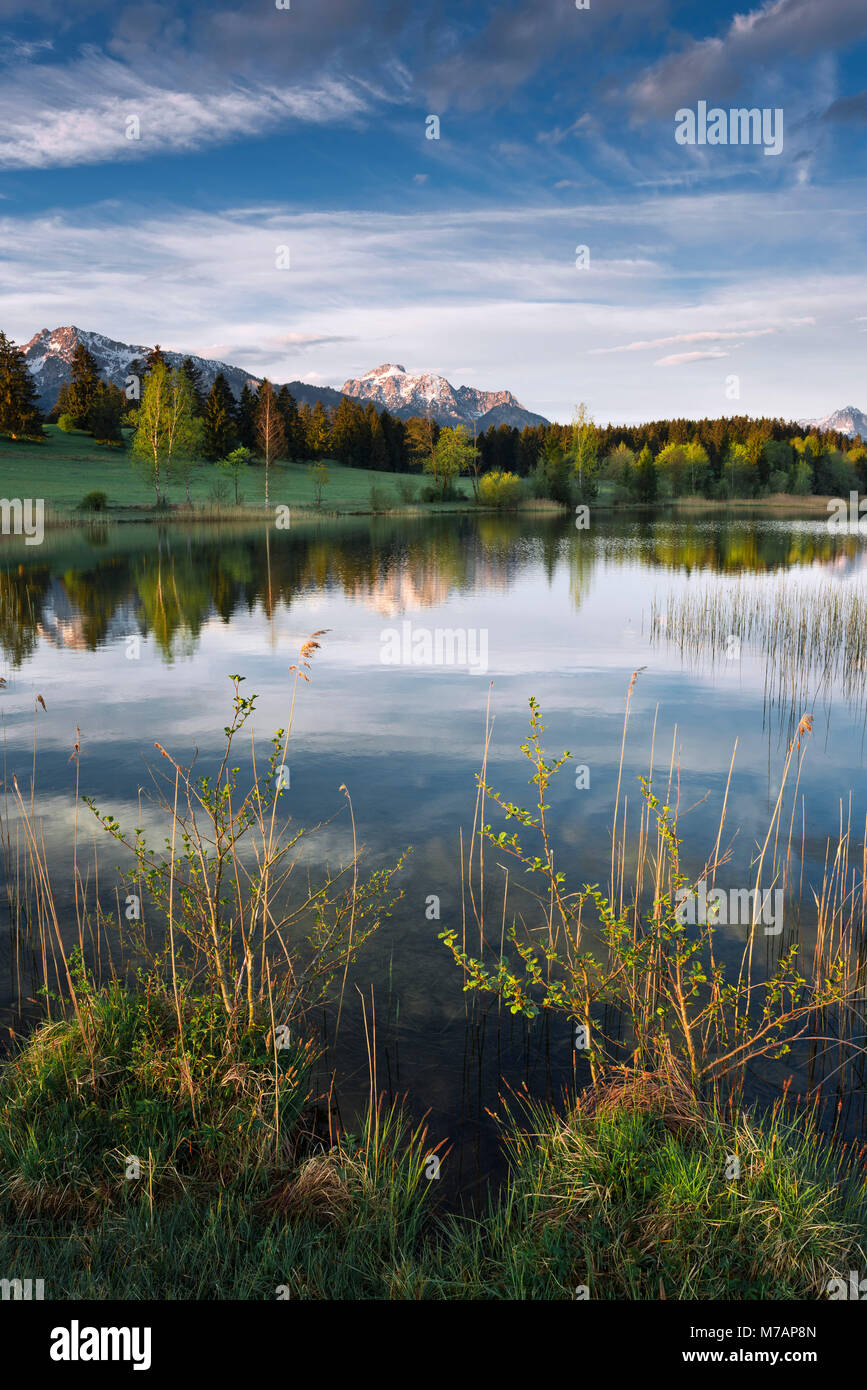 Baviera, por la mañana en un pequeño e idílico lago en la región de Allgäu Alpes en el fondo, la vegetación ribereña en primer plano, la reflexión del agua Foto de stock
