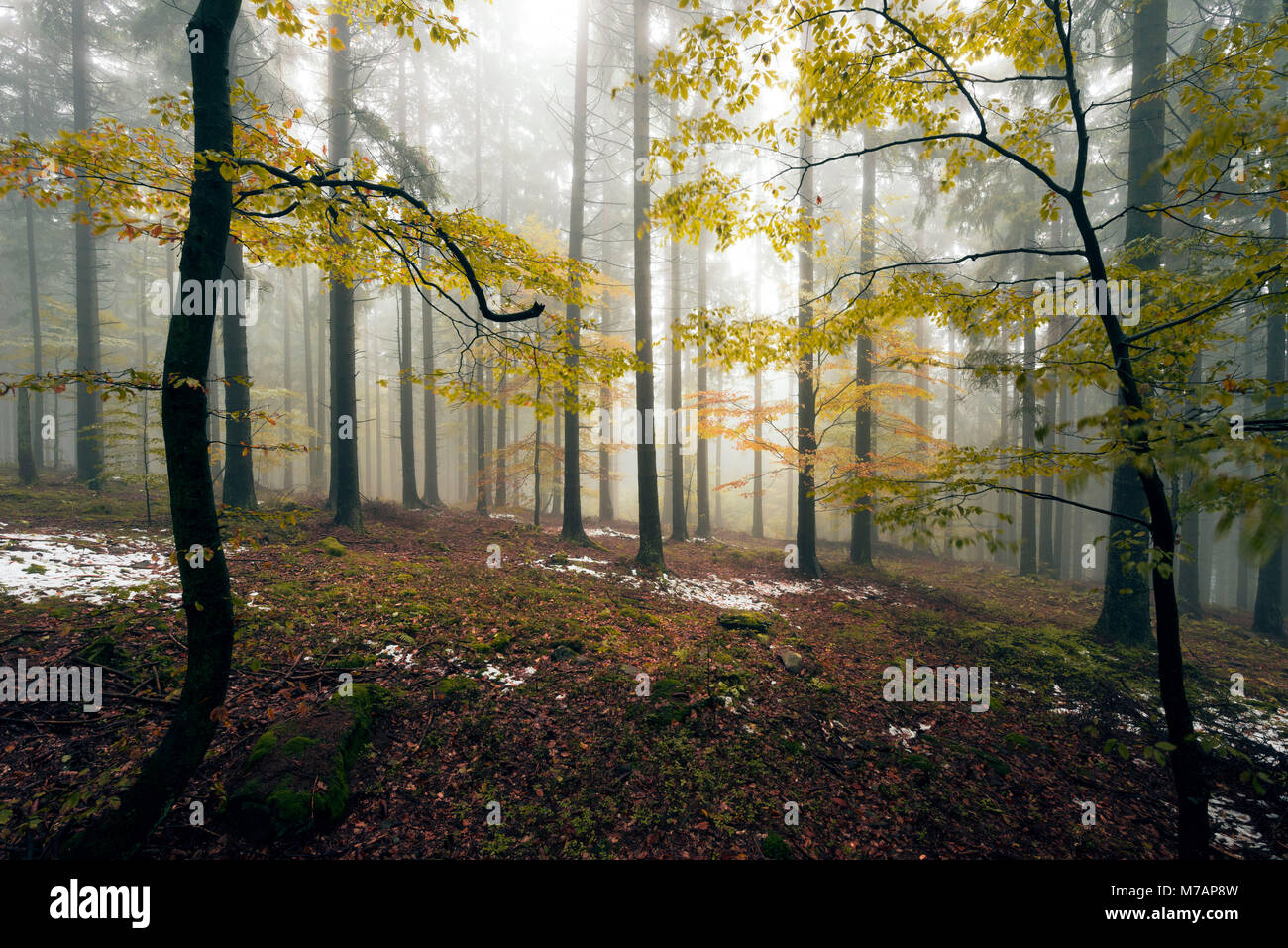 Boubin, en alemán "Kubany" bosque primitivo en la República Checa en otoño la niebla Foto de stock