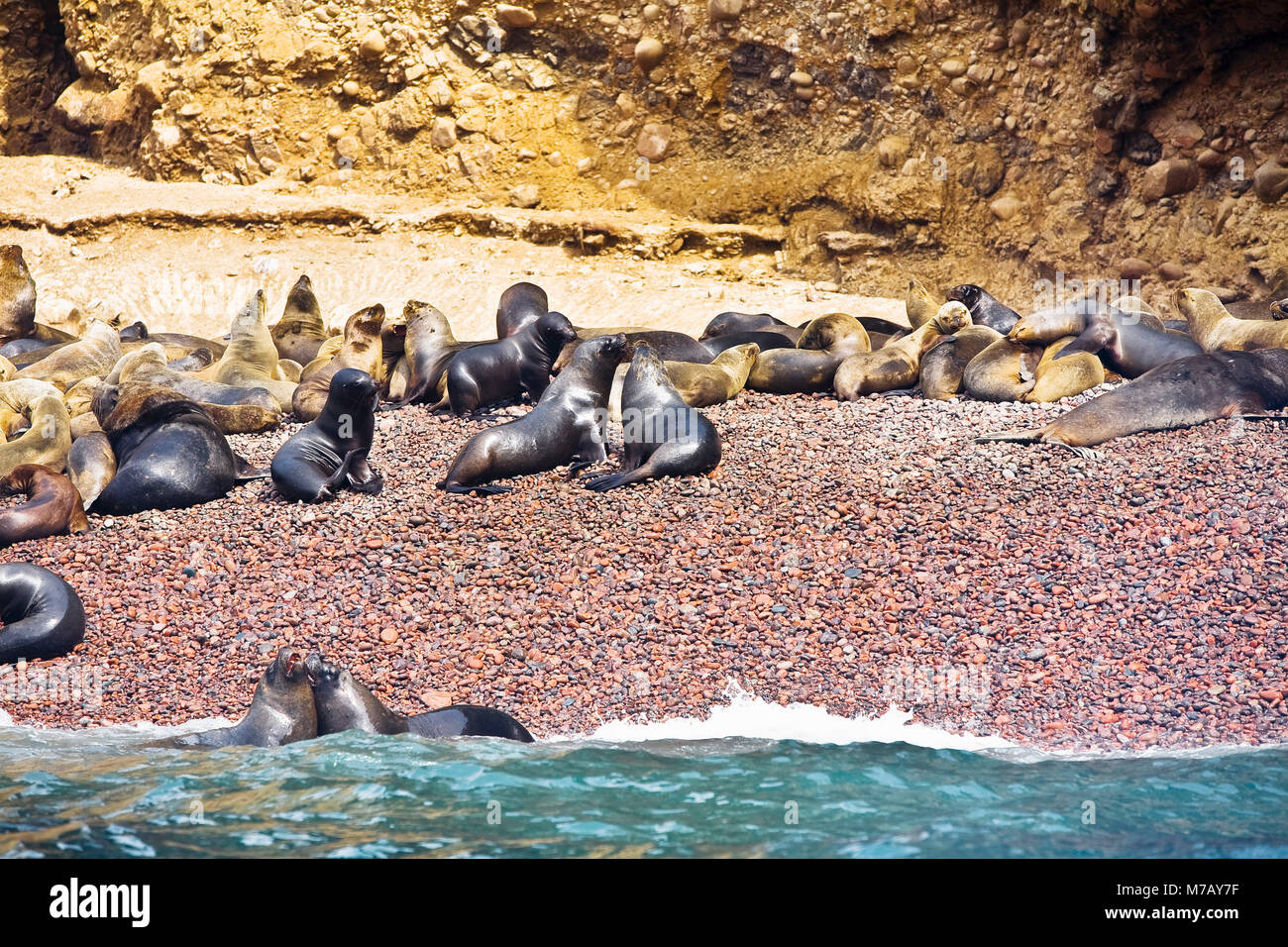 Grupo de focas en la costa fotografías e imágenes de alta resolución - Alamy