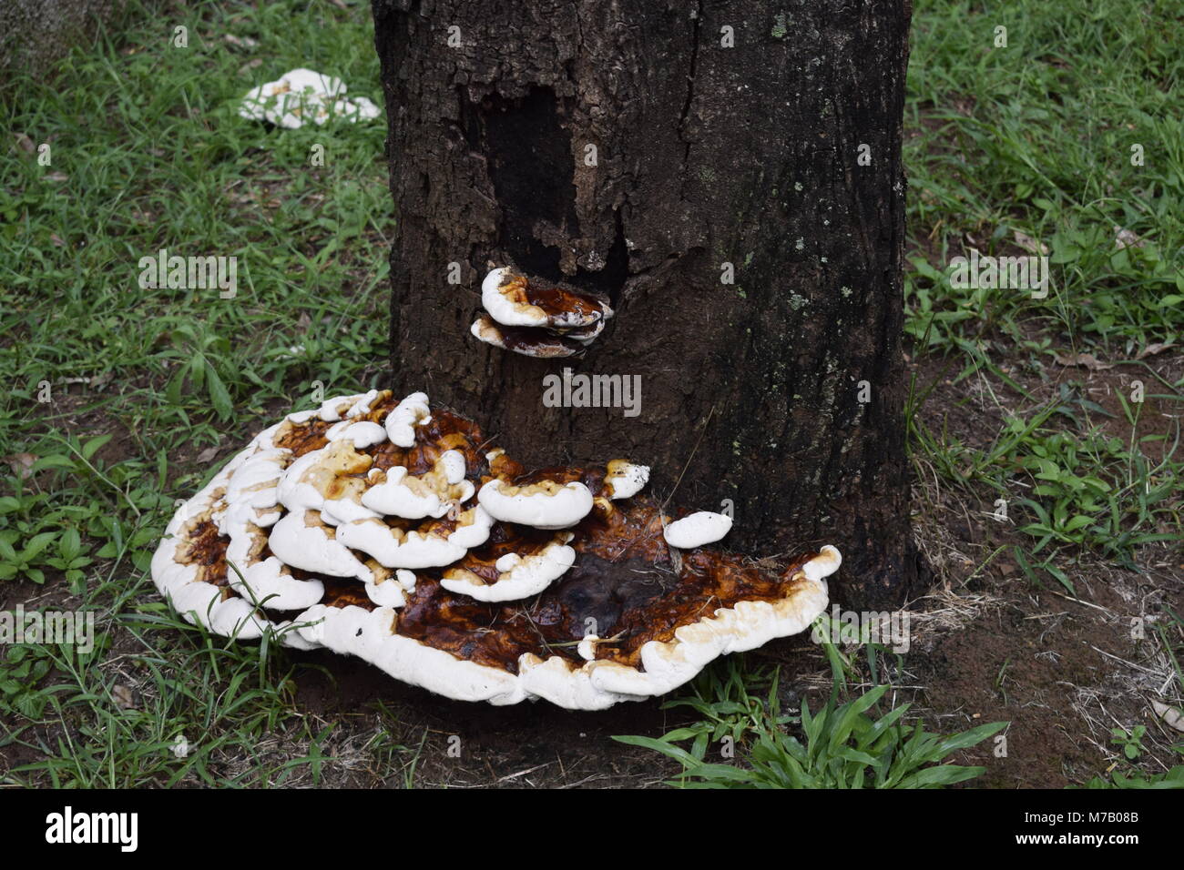 43/5000 Você quis dizer: Grande cogumelo nascendo ningún tronco de árvore seta grande nacido el tronco de árbol Foto de stock