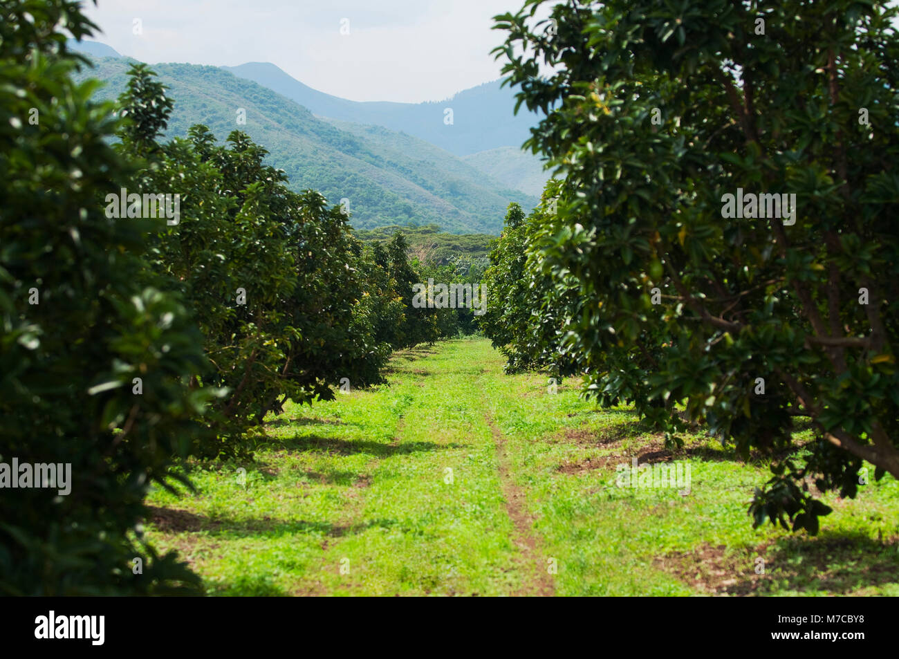 árboles de aguacate en un huerto fotografías e imágenes de alta resolución  - Alamy