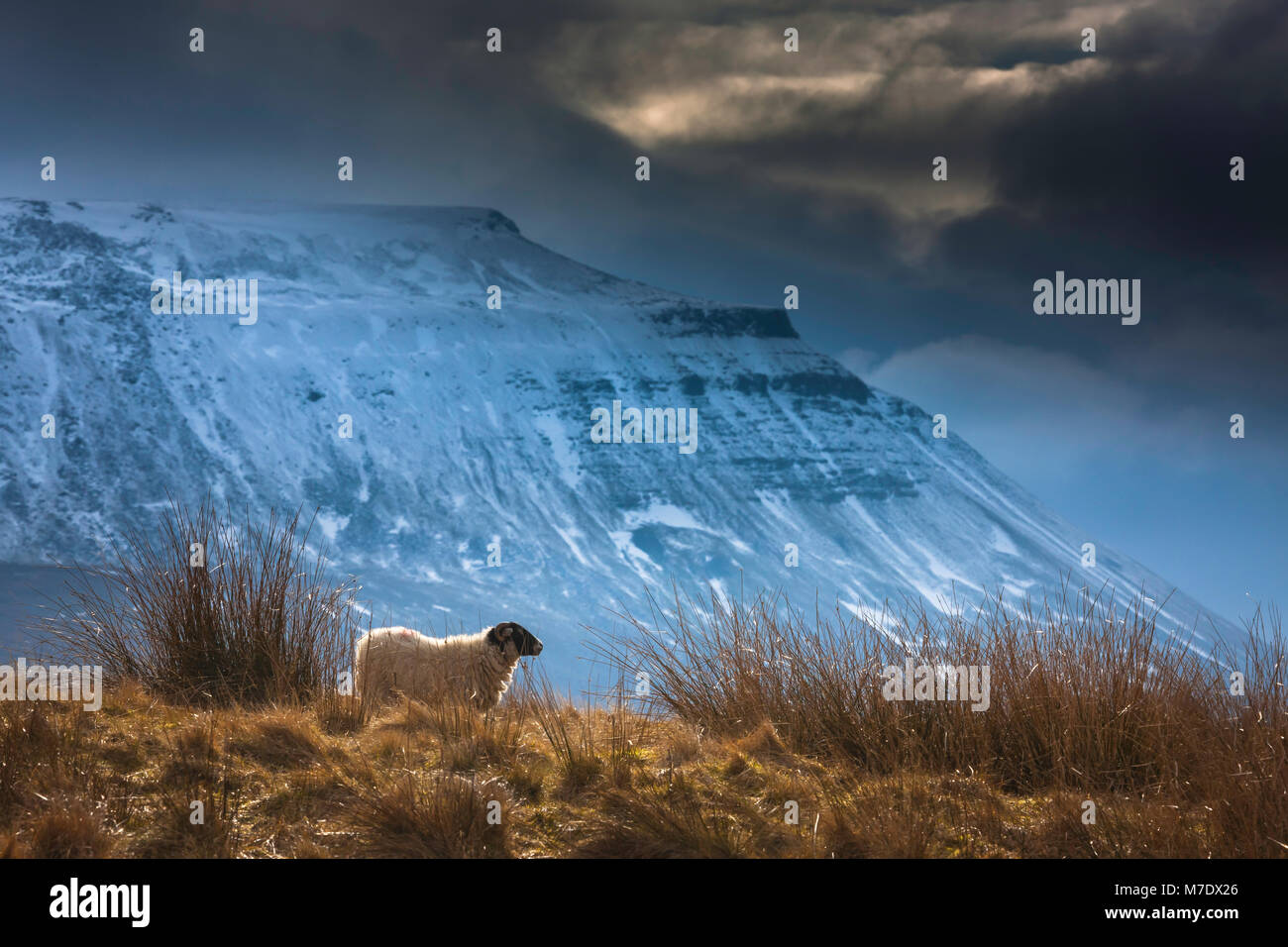 Una cara negra de ovejas en un campo debajo de una cubierta de nieve, Ingleborough Ingleborough es uno de los tres picos que forman parte del 'Tres Picos Challenge' Foto de stock