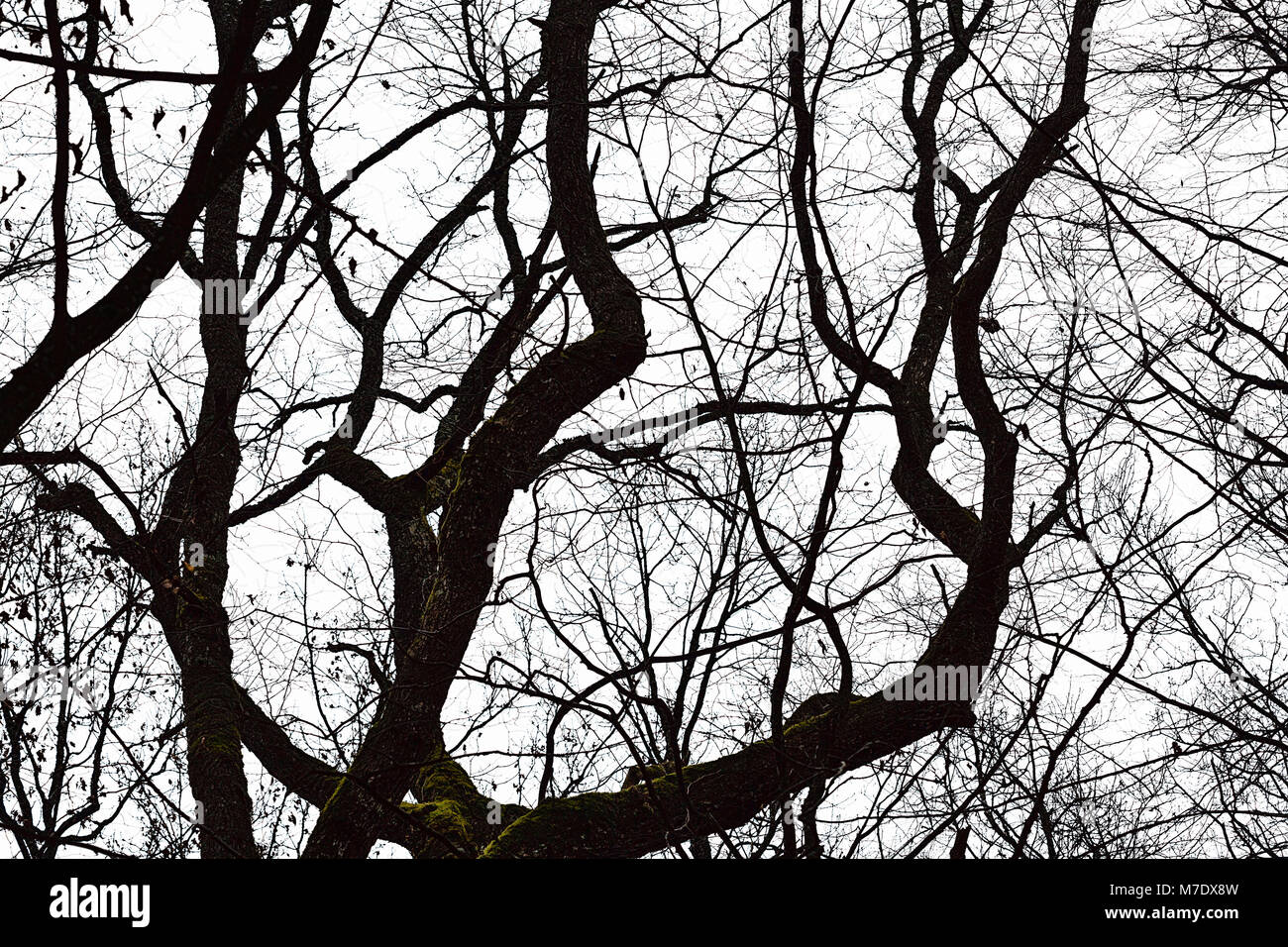 La silueta de un árbol con sus ramas sin hojas. Sus hojas se vuelven a  crecer en la temporada de primavera Fotografía de stock - Alamy