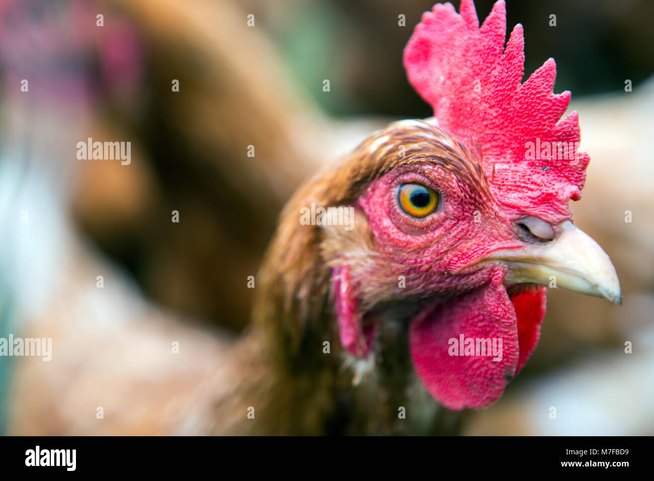 Pollo en una granja con un perro cuidando de ellos Foto de stock