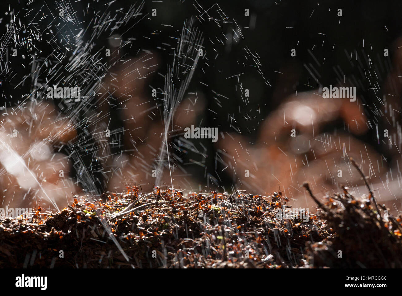 Las hormigas de madera-Formica rufa-defendiendo su nido por aspersión de ácido fórmico. El ácido fórmico se utiliza para disuadir cualquier ataque depredadores. Dorset, Inglaterra GB. Foto de stock