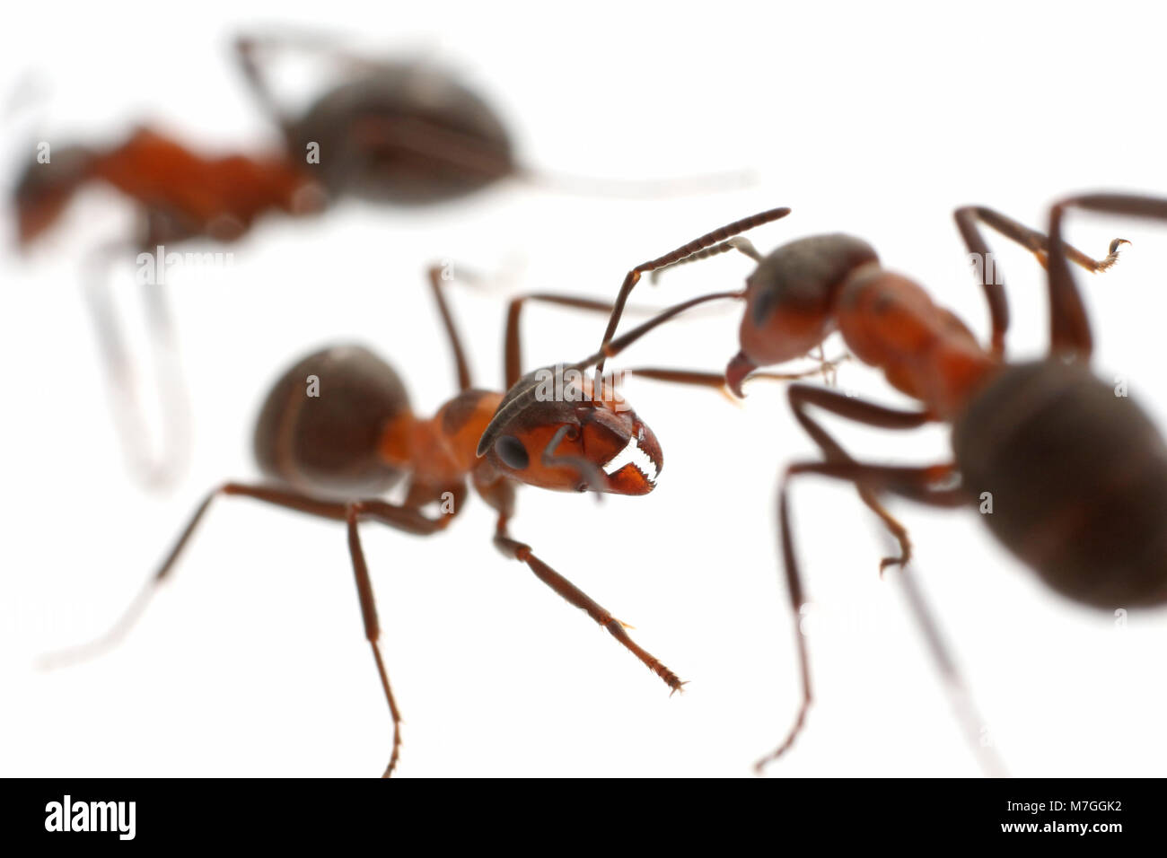Las hormigas de madera Formica-rusa sobre un fondo blanco. Las hormigas son capaces de pulverizar ácido fórmico en los depredadores que atacan sus nidos. Dorset, Reino Unido. Foto de stock