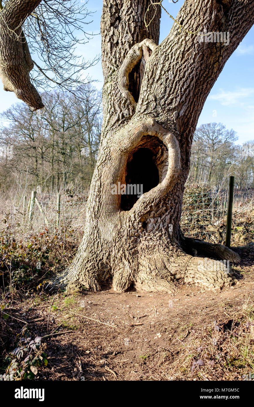 Árbol con una extraña forma de oreja agujero en su tronco. Parque Panshanger en Hertfordshire, UK Foto de stock