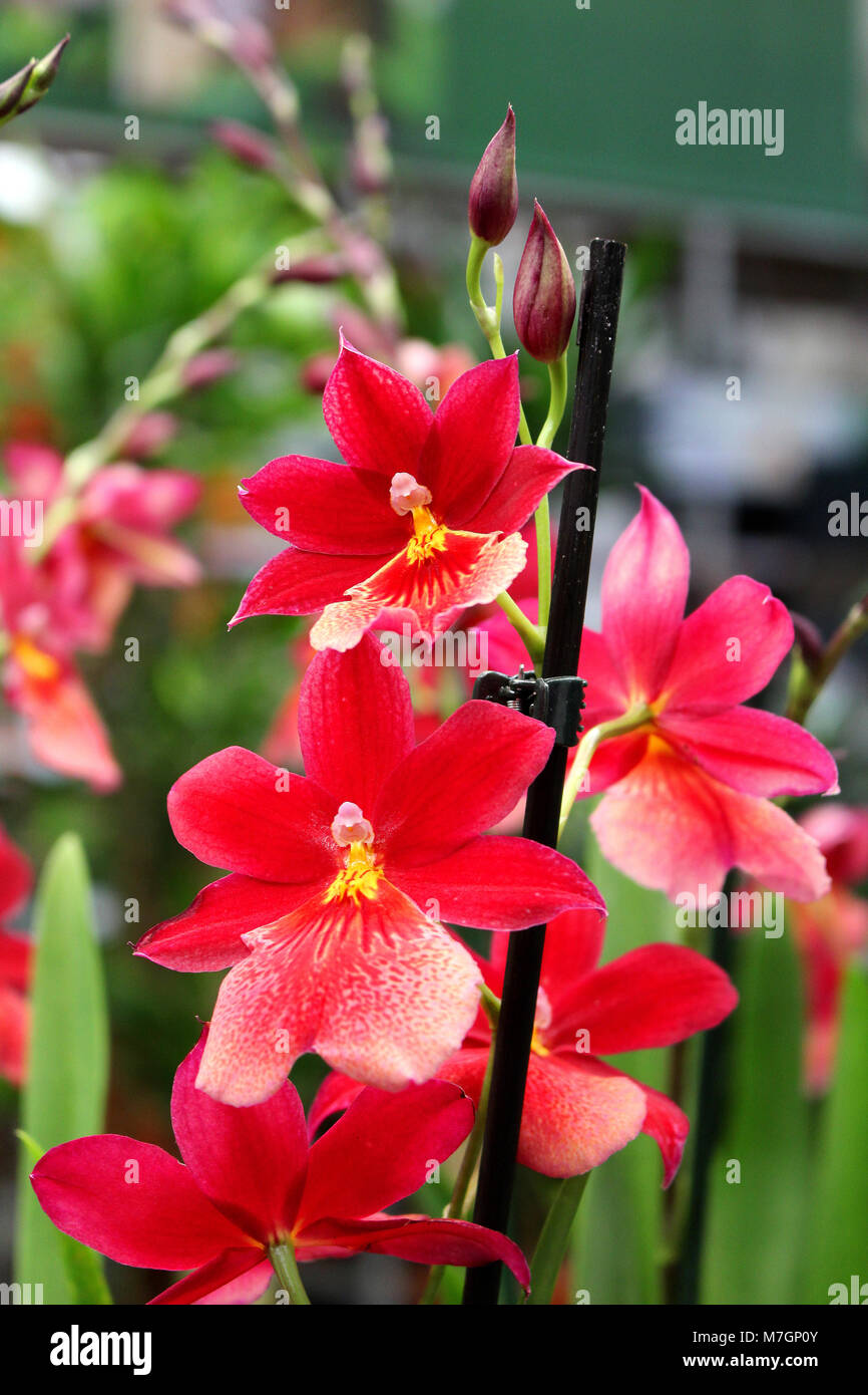 Orquídea con grandes flores rojas - favorito de plantas ornamentales  tropicales Fotografía de stock - Alamy