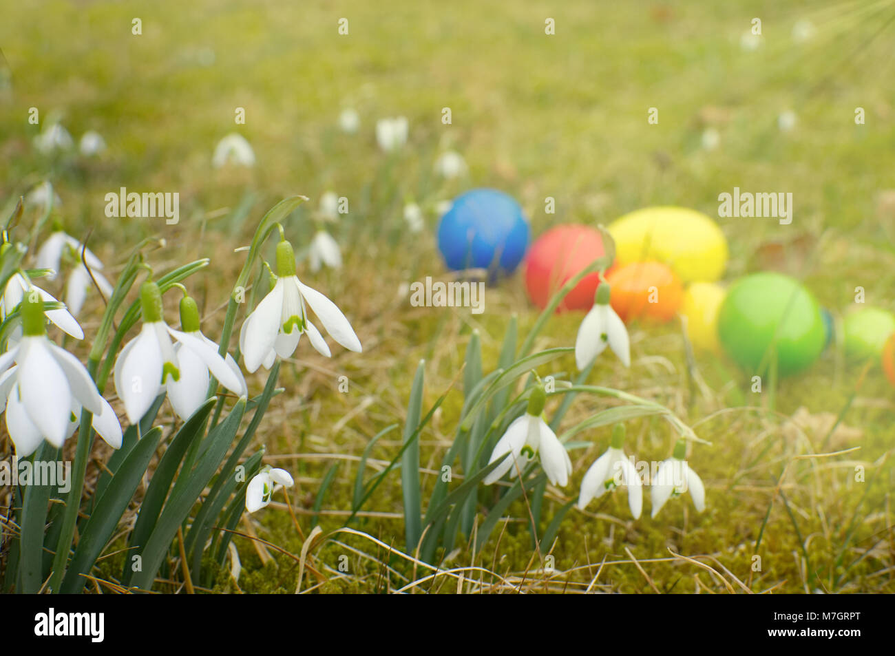 Un grupo grande de campanilla de las nieves está parado sobre una pradera. En segundo plano se encuentran los huevos de pascua. Foto de stock