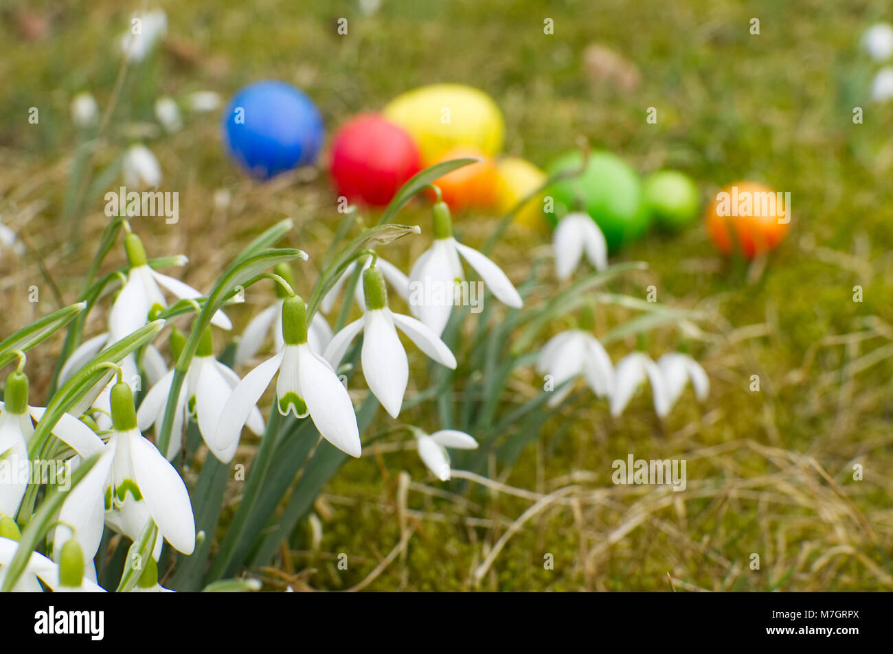 Un grupo grande de campanilla de las nieves está parado sobre una pradera. En segundo plano se encuentran los huevos de pascua. Foto de stock
