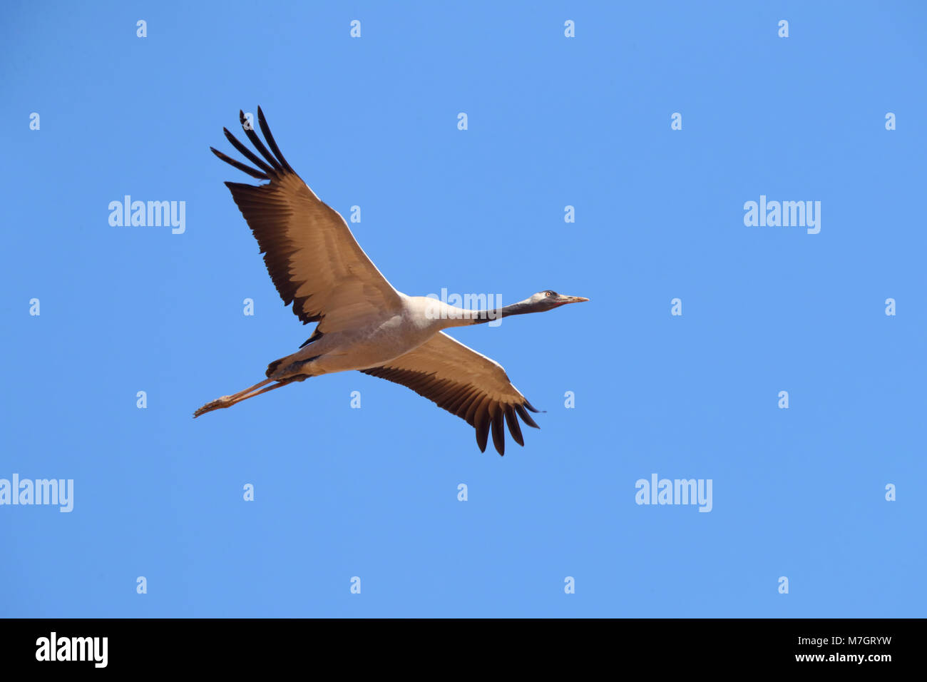 Grulla común en adultos (Grus grus) en vuelo cerca de Bikaner en Rajasthan, India Foto de stock