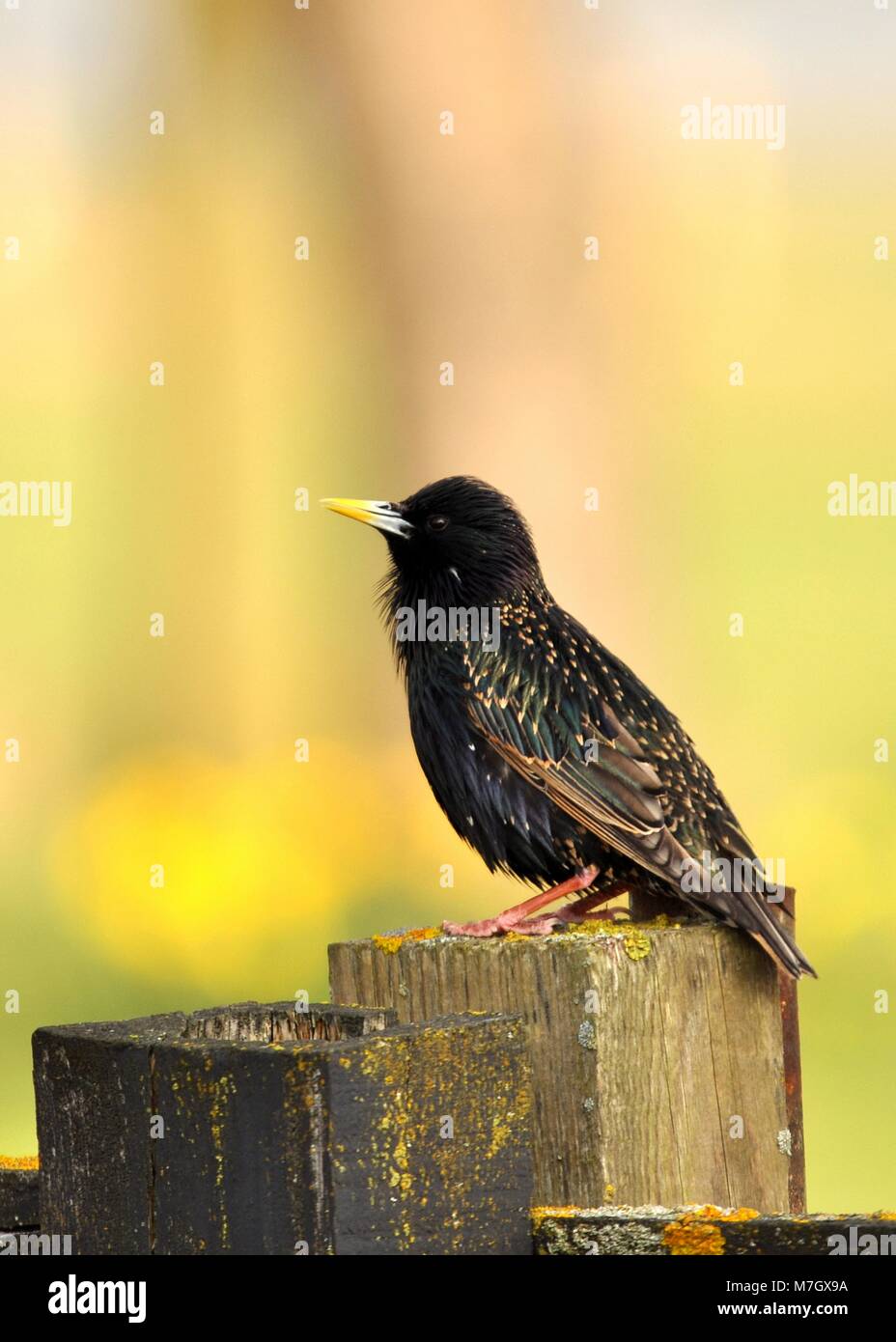Starling (Sturnus vulgaris), posado sobre un poste. Reserva Natural Elmley, Kent. Foto de stock