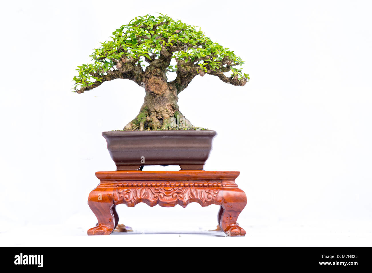 Viejo verde bonsai aislado sobre fondo blanco en una maceta en la forma del tallo se forma artesanos crear hermosas obras de arte en la naturaleza. Foto de stock