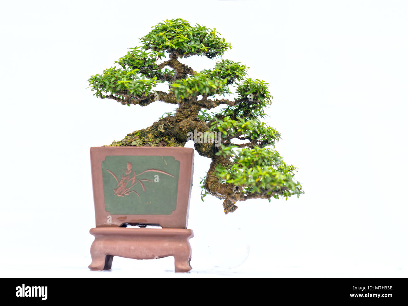 Viejo verde bonsai aislado sobre fondo blanco en una maceta en la forma del tallo se forma artesanos crear hermosas obras de arte en la naturaleza. Foto de stock