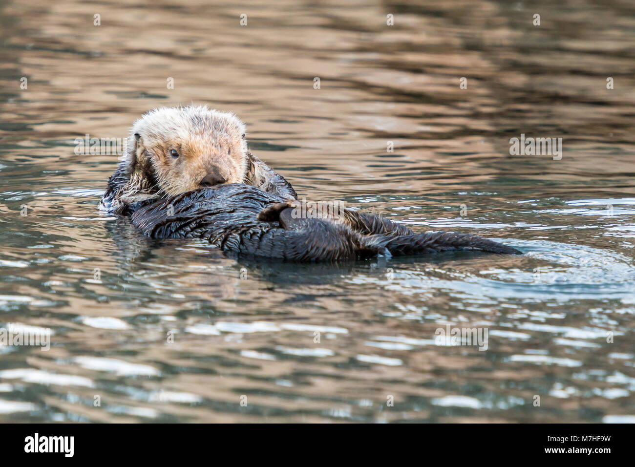 1 macho de nutria de mar morro bay california Foto de stock