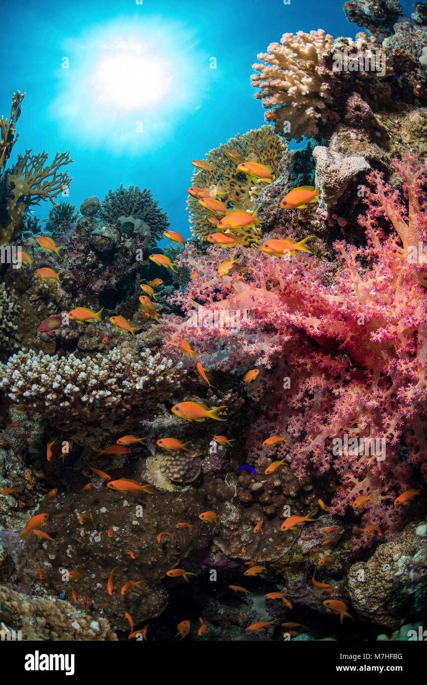 Escolaridad anthias pescado sobre un arrecife de coral bajo el sol en el Mar Rojo, Egipto. Foto de stock