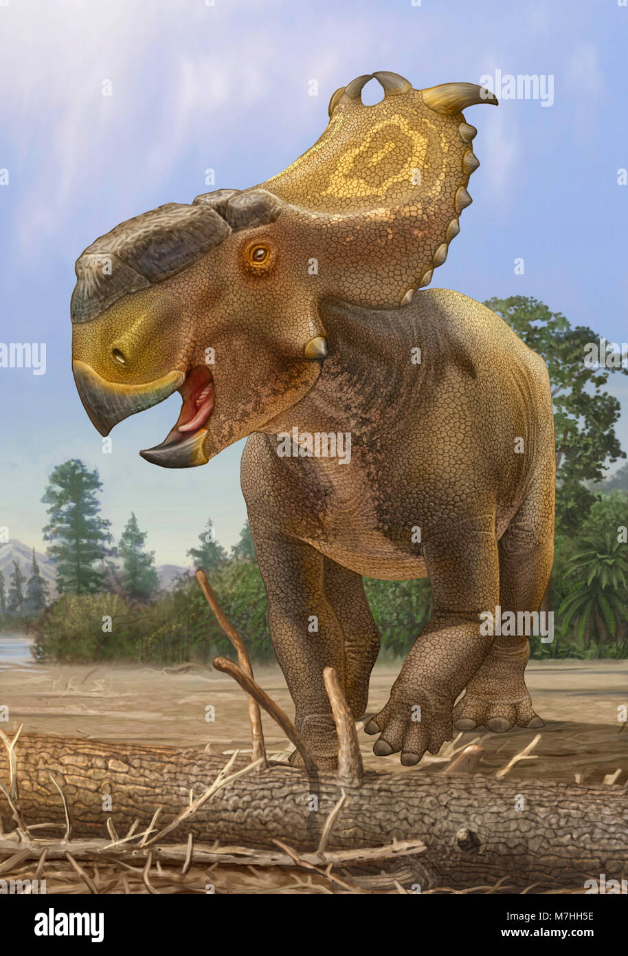 Dinosaurio Pachyrhinosaurus permanece alerta de peligro cercano. Foto de stock