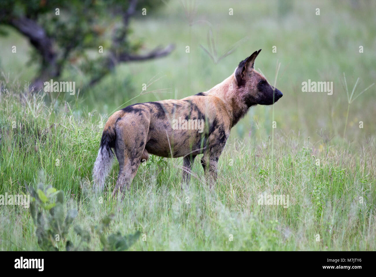 Perro de caza africanas, o perro salvaje africano o africano pintado pintado o perro lobo (Lycaon pictus). Foto de stock