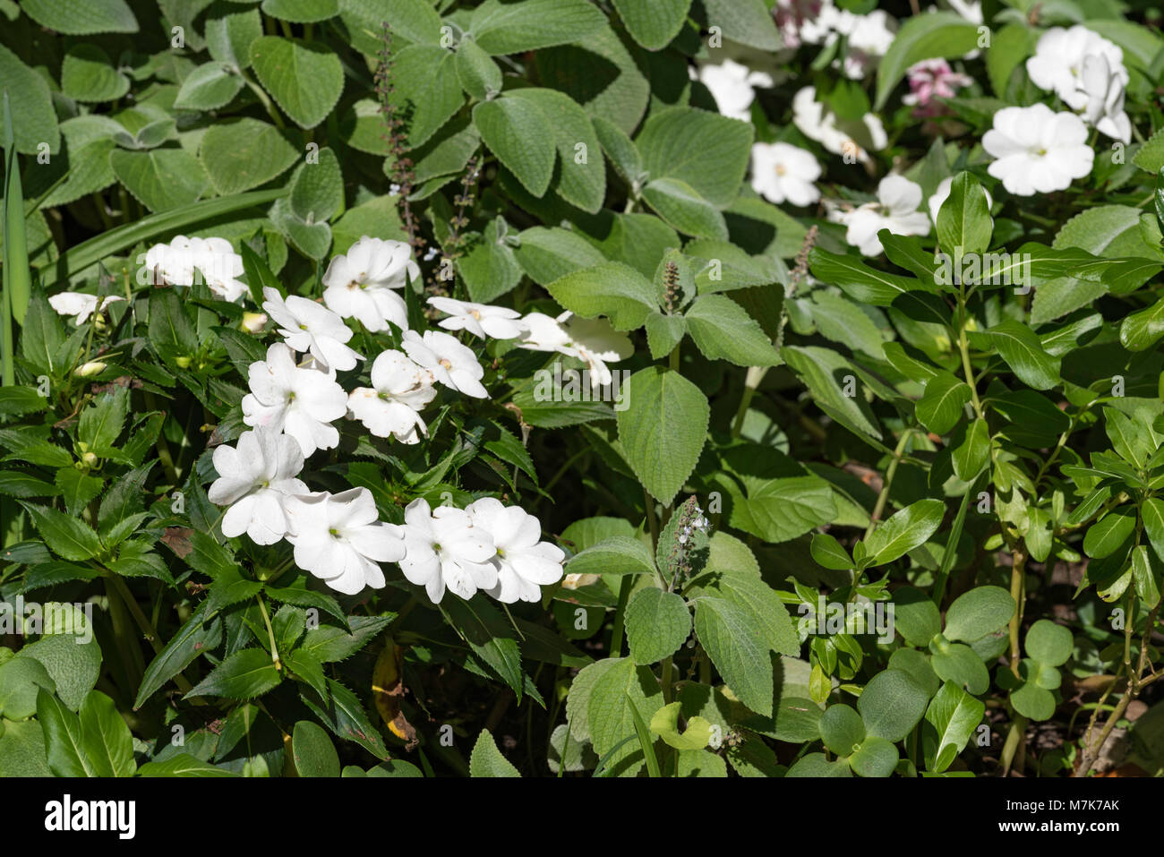 Las flores blancas de Nueva Guinea Impatiens (Impatiens hawkeri) en un  jardín en Sydney. Normalmente la sombra amorosa, nuevas razas son ahora más  sol tolerante Fotografía de stock - Alamy