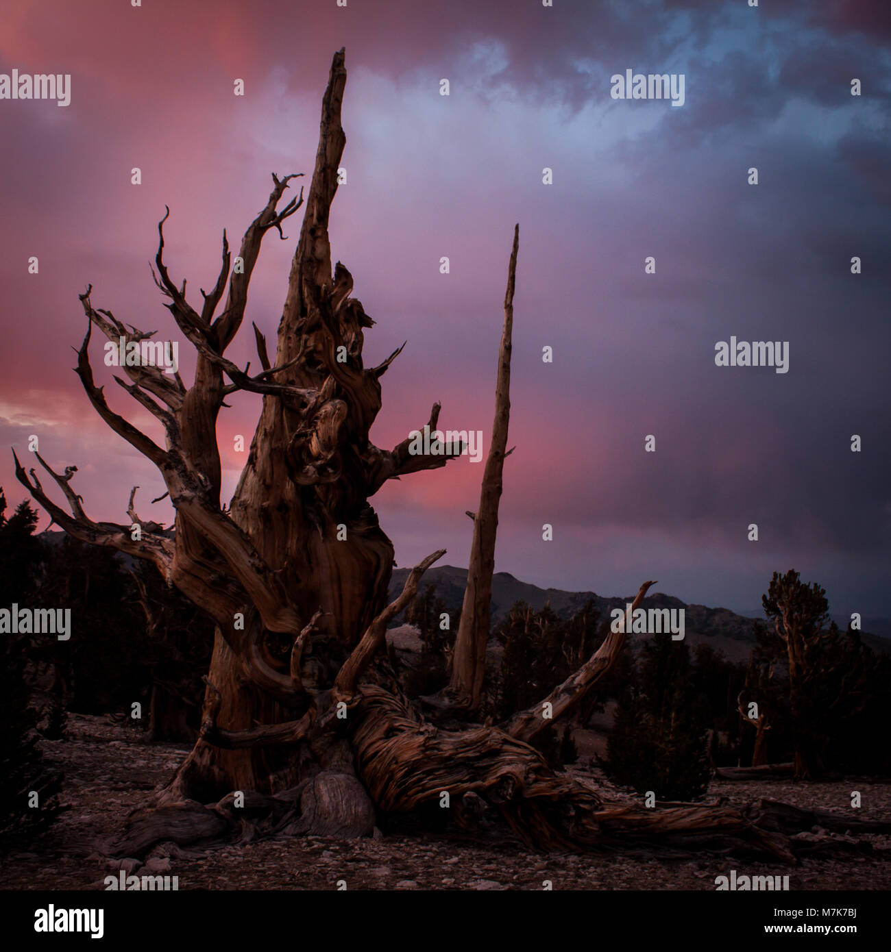 Los antiguos pinos bristlecone en el pico de la montaña Blanca, CA, ÚSA Foto de stock