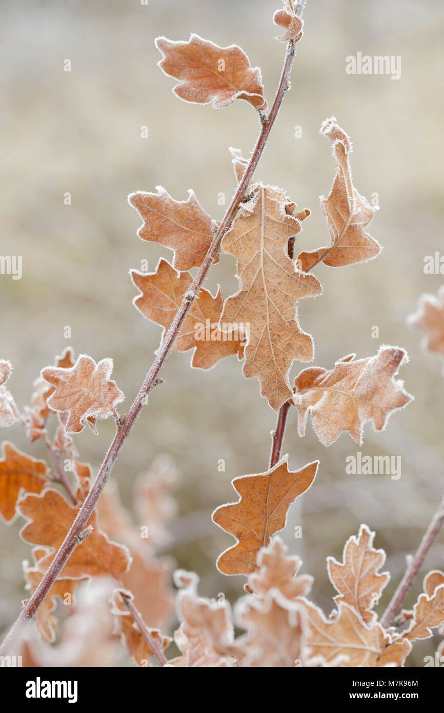 Roble común (Quercus robur) hojas recubiertas de escarcha, pastos, Letchmire Allerton Bywater, West Yorkshire, Inglaterra, Febrero Foto de stock