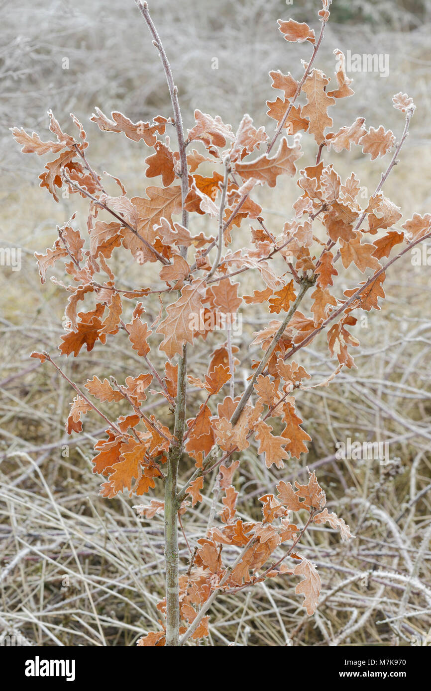 Roble común (Quercus robur) hojas recubiertas de escarcha, pastos, Letchmire Allerton Bywater, West Yorkshire, Inglaterra, Febrero Foto de stock