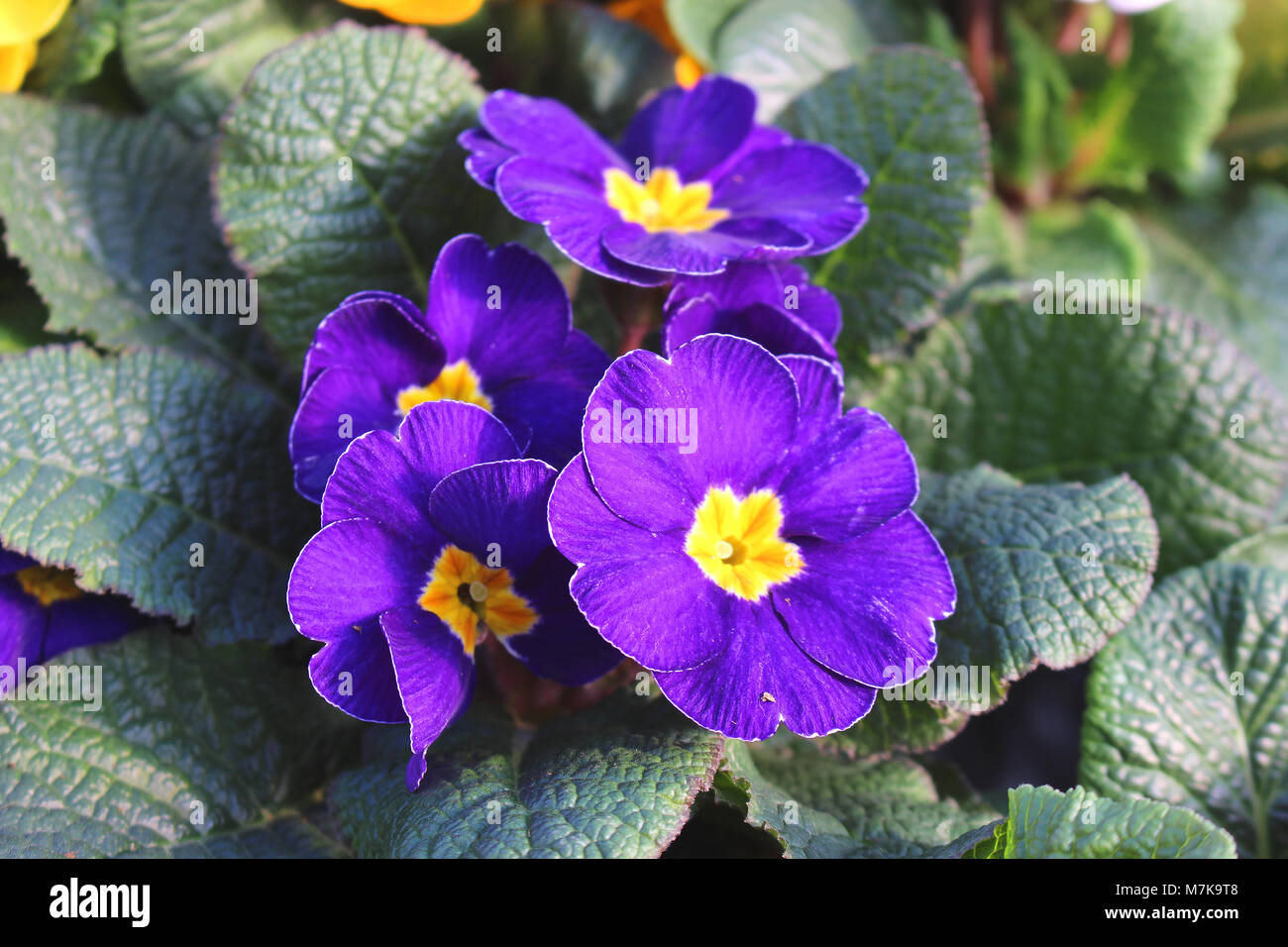 Primula sp. con flores violetas en flor - favorito de plantas ornamentales de primavera Foto de stock