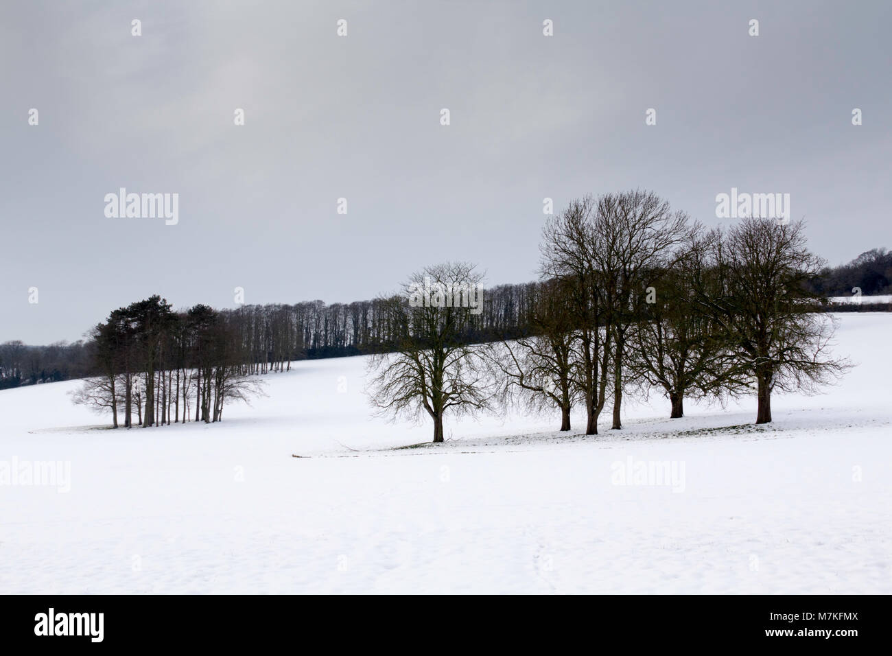 Los Downs en la nieve, Chartham, Canterbury, Kent Foto de stock